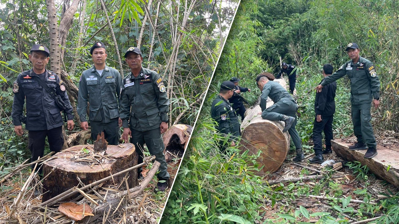 มอดไม้เหิม ลอบตัดไม้ประดู่ป่า อายุหลายร้อยปีที่แม่เมาะ ไหวตัวชิงเผ่นหนี