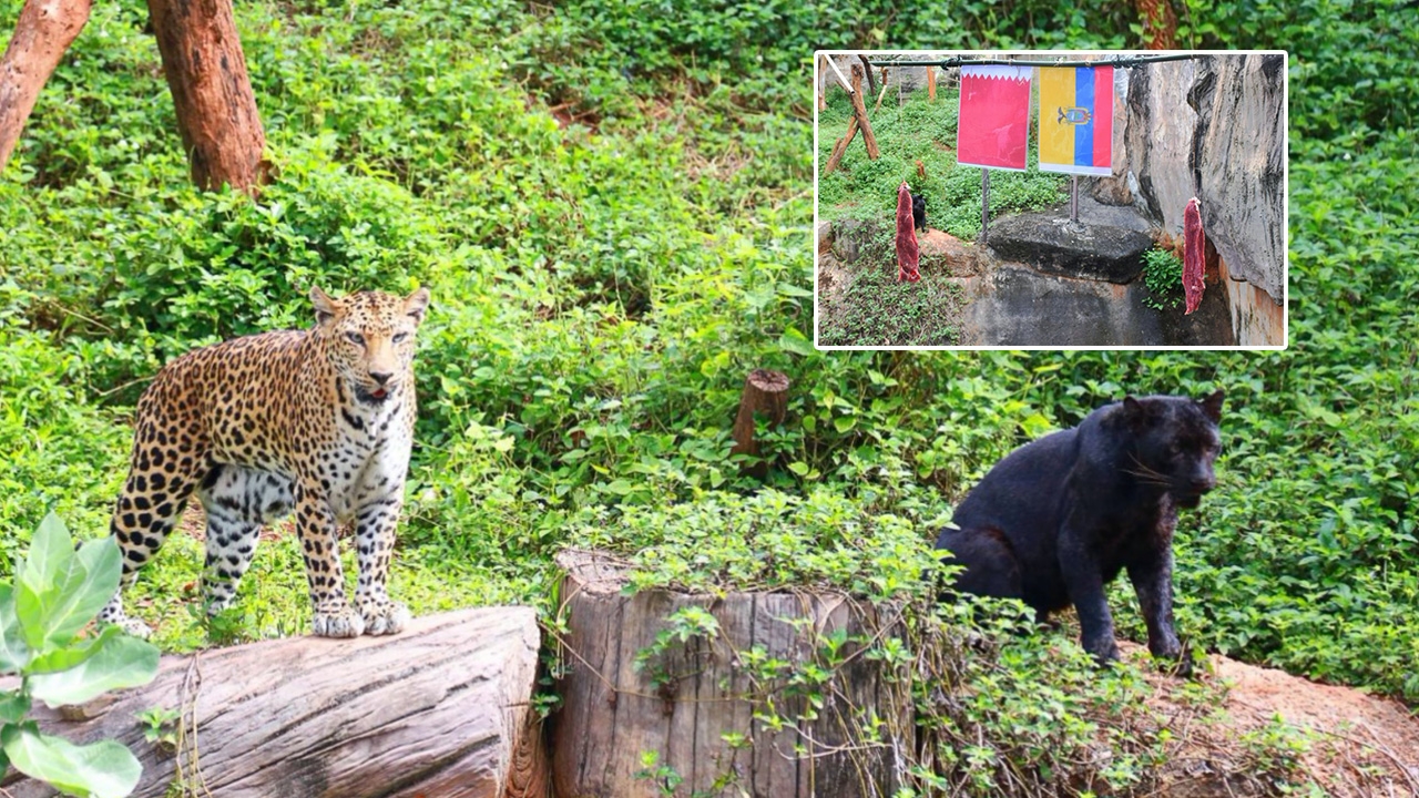 เสือดาวโคราช โดดงับเนื้อติดธง เอกวาดอร์ ทายว่า จะชนะเจ้าภาพกาตาร์