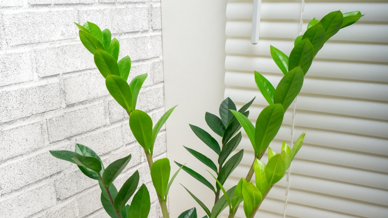 พบต้นไม้ 8 ชนิด มีประสิทธิภาพช่วยบำบัดฝุ่น PM 2.5 ฟอกอากาศให้บริสุทธิ์