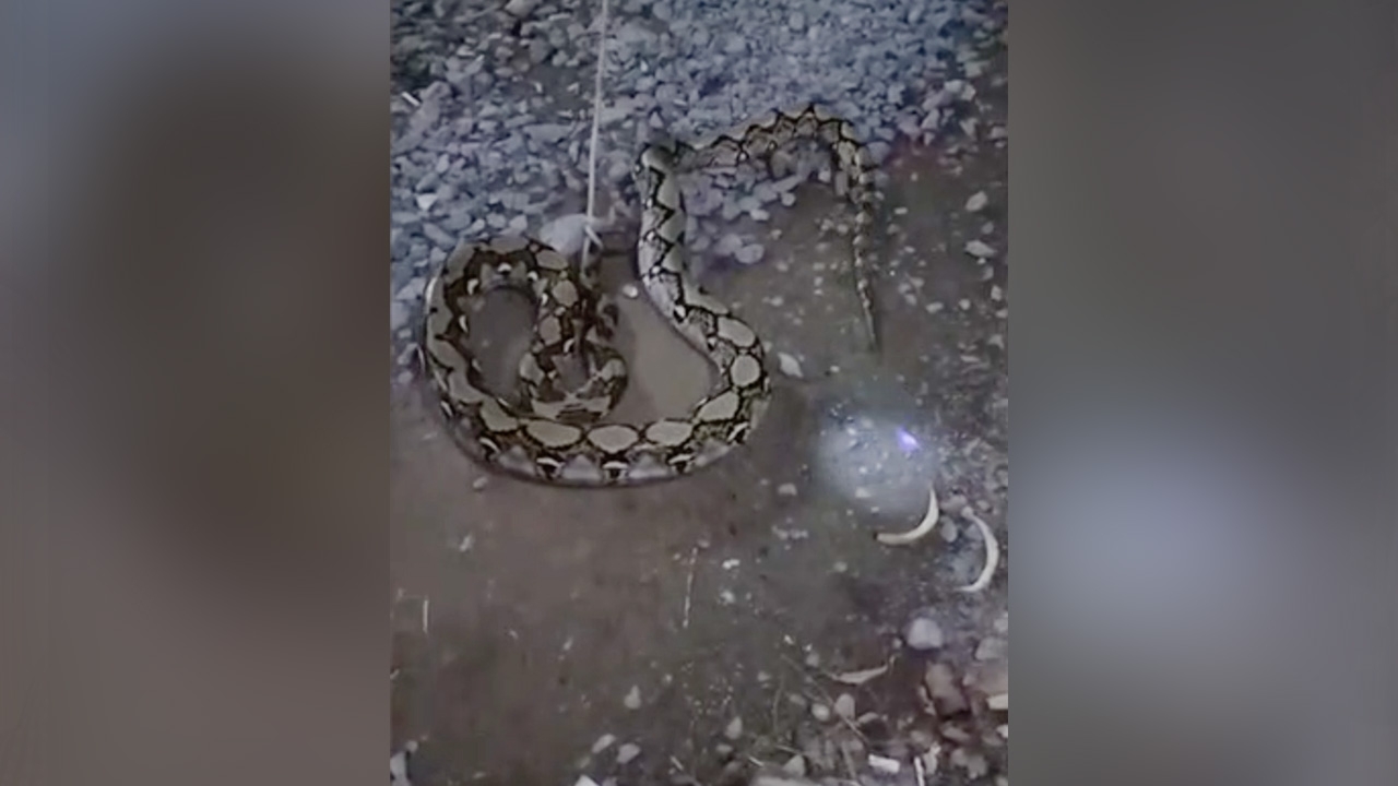 งูเหลือมสิ้นท่า บุกกินไก่ ถูกฝูงมดรุมกัด สุดท้ายนอนแน่นิ่งให้กู้ภัยจับ