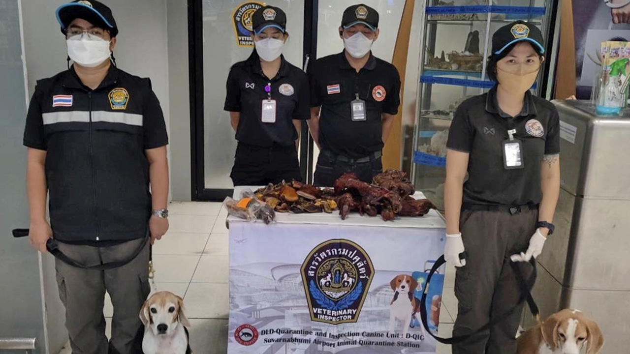 จีนซุกเข้าไทย ค้างคาวรมควัน สุนัขบีเกิลเก่ง ไล่ดมกลิ่นเจอ หวั่นแพร่ไวรัส