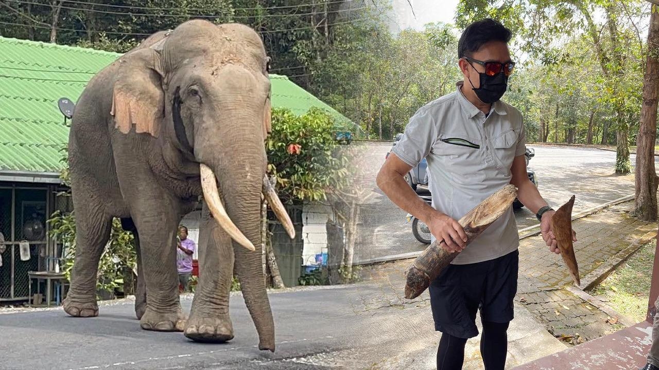 สะเทือนเขาใหญ่ ช้างชนช้างจนงาหัก สัญญาณเตือนสุขภาพสัตว์ วันที่เมืองล้อมป่า