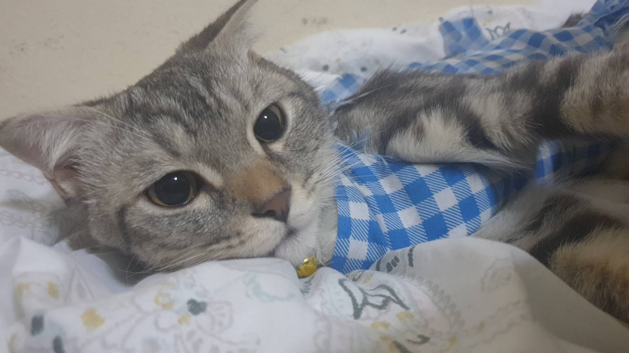 สาวประกาศตามหา "แมวหาย" ใครเจอมีสินน้ำใจให้ เริ่มขั้นต่ำ 1 หมื่นบาท