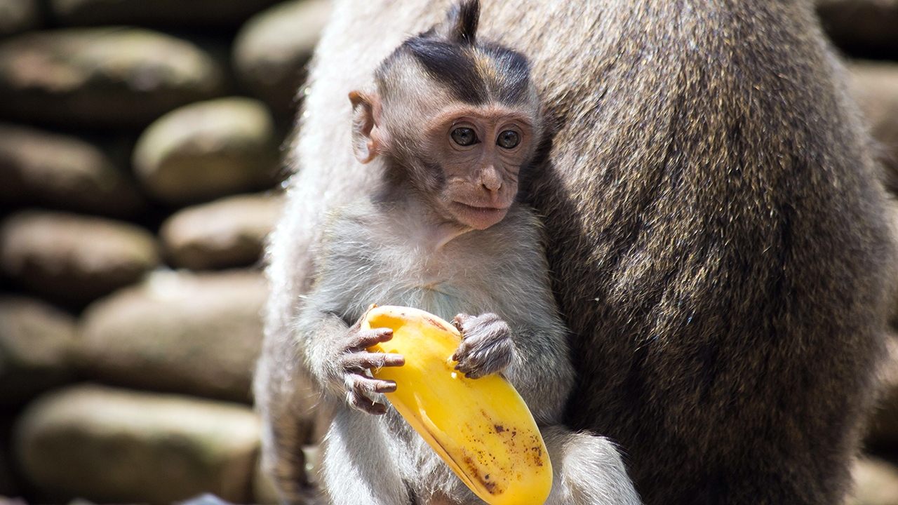 Monkey on your back.