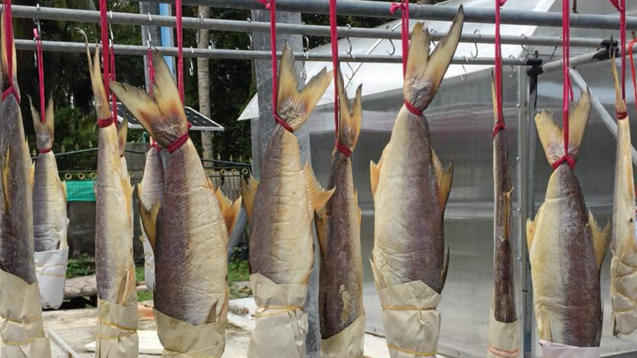 ดราม่า "ปลากุเลาเค็ม" 1 ในเมนูเอเปก 2022 คนจับโป๊ะไม่ได้มาจาก "ตากใบ"