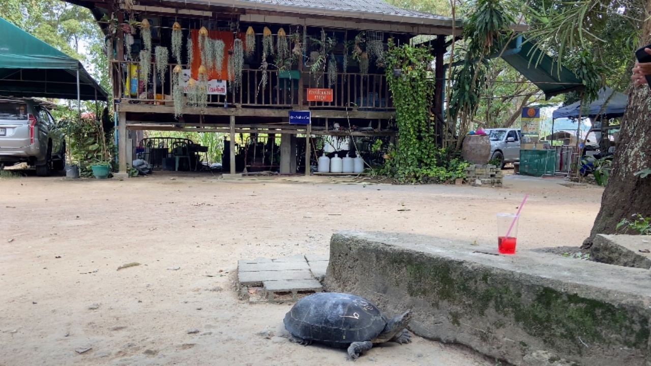 คอหวยไม่พลาด โรยแป้งหา "เลขเด็ด" เต่าขนาดใหญ่ เดินเข้ากุฏิ "หลวงปู่ฮก" เกจิดัง