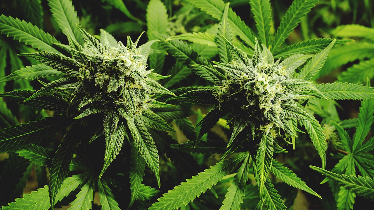 อัปเดตประกาศใหม่คุมช่อดอกกัญชา ห้ามรถเร่-เปิดห้องสูบ ห่วงช่องโหว่ปลูกใช้เอง 