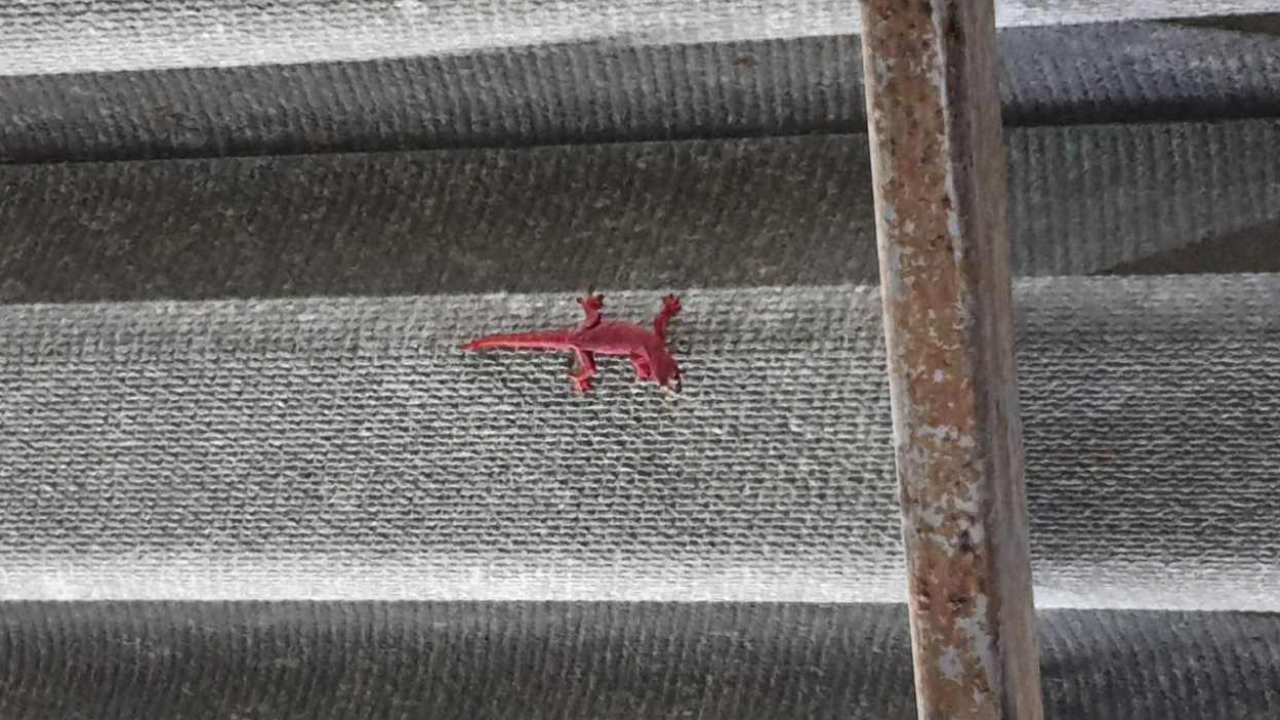 จิ้งจกแดงโผล่ทัก เจ้าของร้านจัดชุดใหญ่ไฟกะพริบ เลขตรงกับที่ชอบพอดี