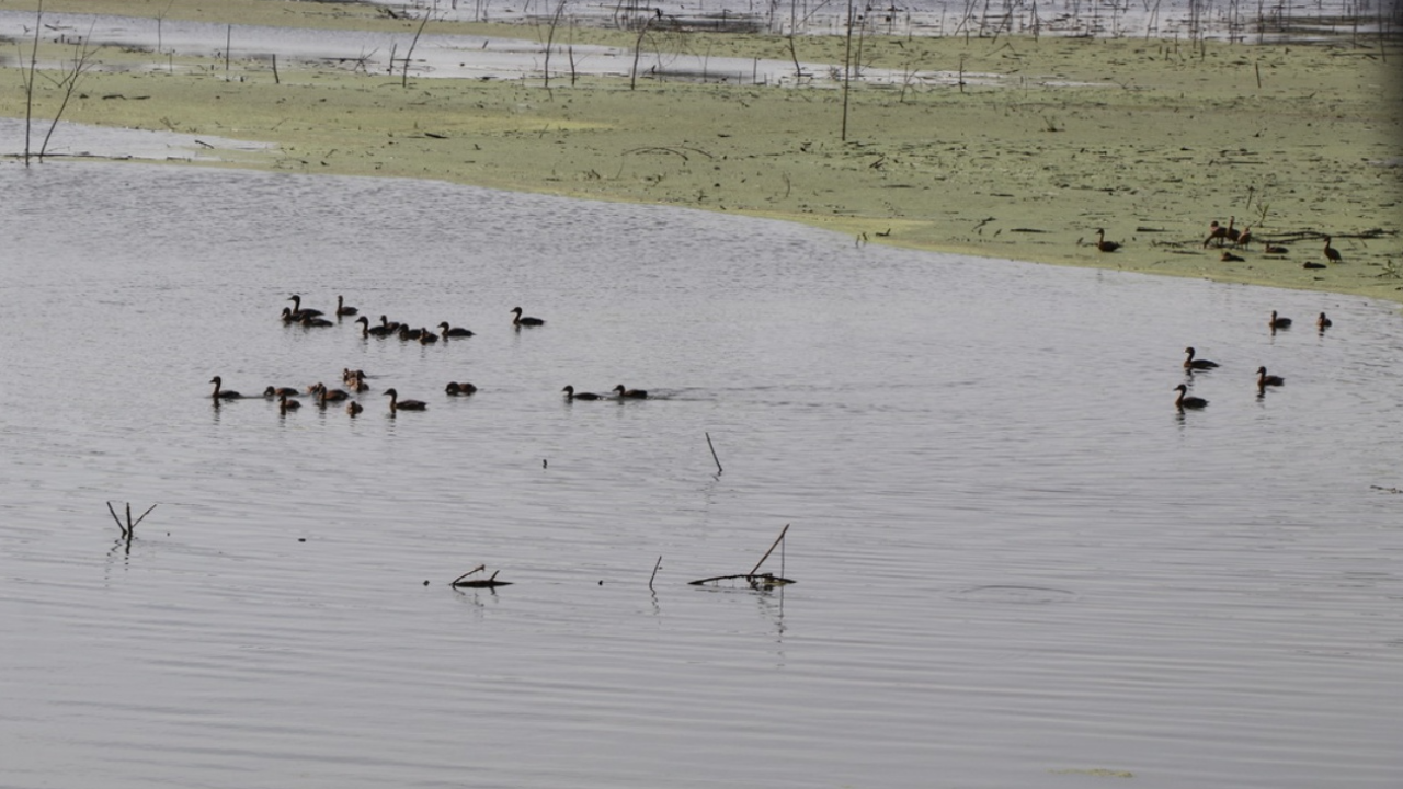 พบฝูงใหญ่ นกเป็ดน้ำหนีหนาวที่อ่างทอง ชาวบ้านวอนอย่ายิงเอาไปกิน  