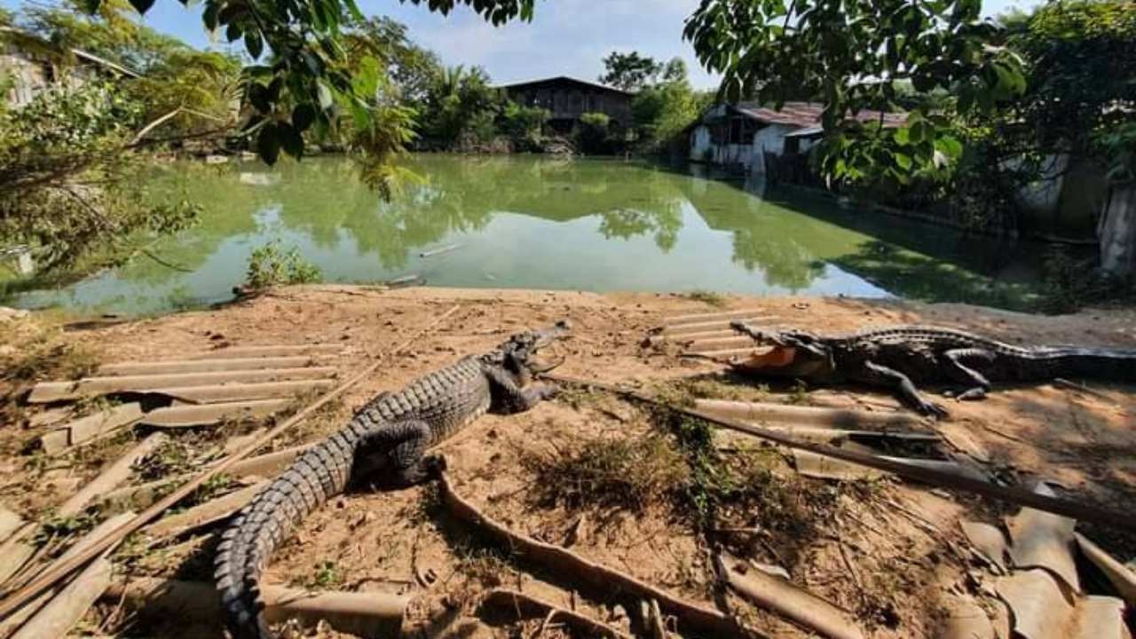 ปทส.บุกปราจีนบุรี จับฟาร์มจระเข้เถื่อนมุงสังกะสี ยึดของกลางได้ 160 ตัว