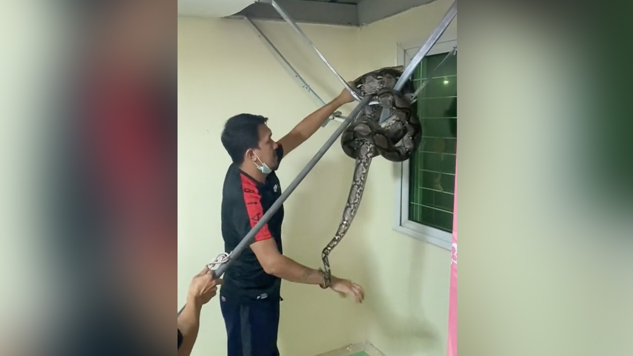 สาวเผยคลิปจับ "งูตัวใหญ่" นอนขดบนฝ้า ด้านโซเชียลแห่ถามเลขที่บ้าน