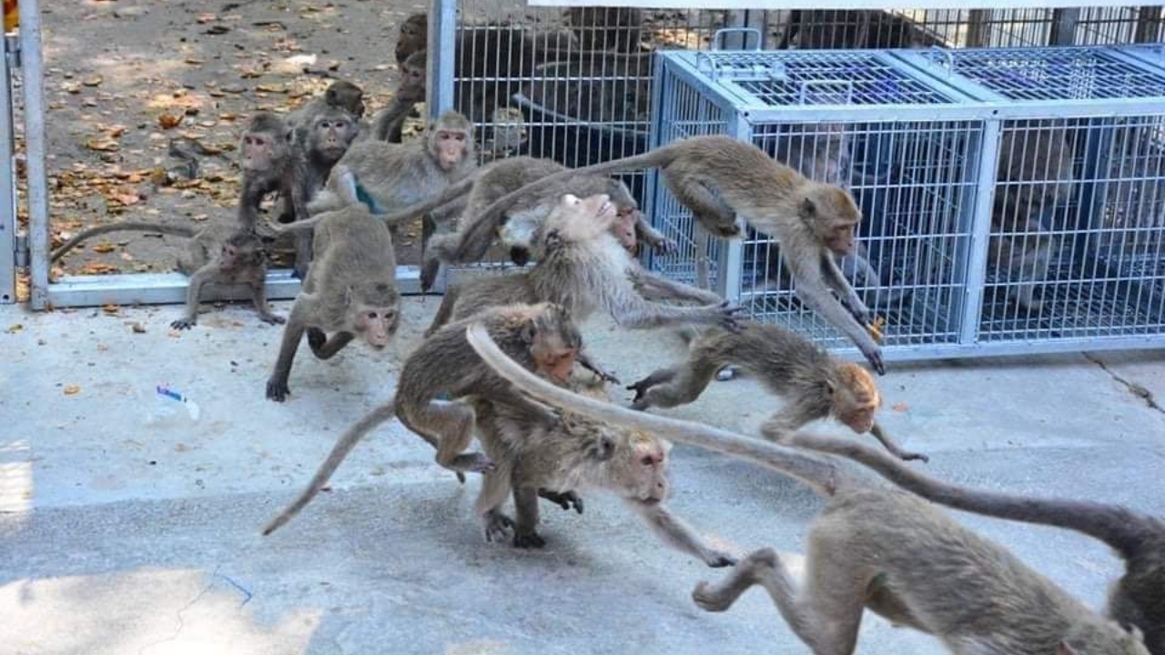 มูลนิธิเพื่อนสัตว์ป่า ค้านย้ายลิงเขาวังไปแก่งกระจาน หวั่นกระทบมรดกโลก