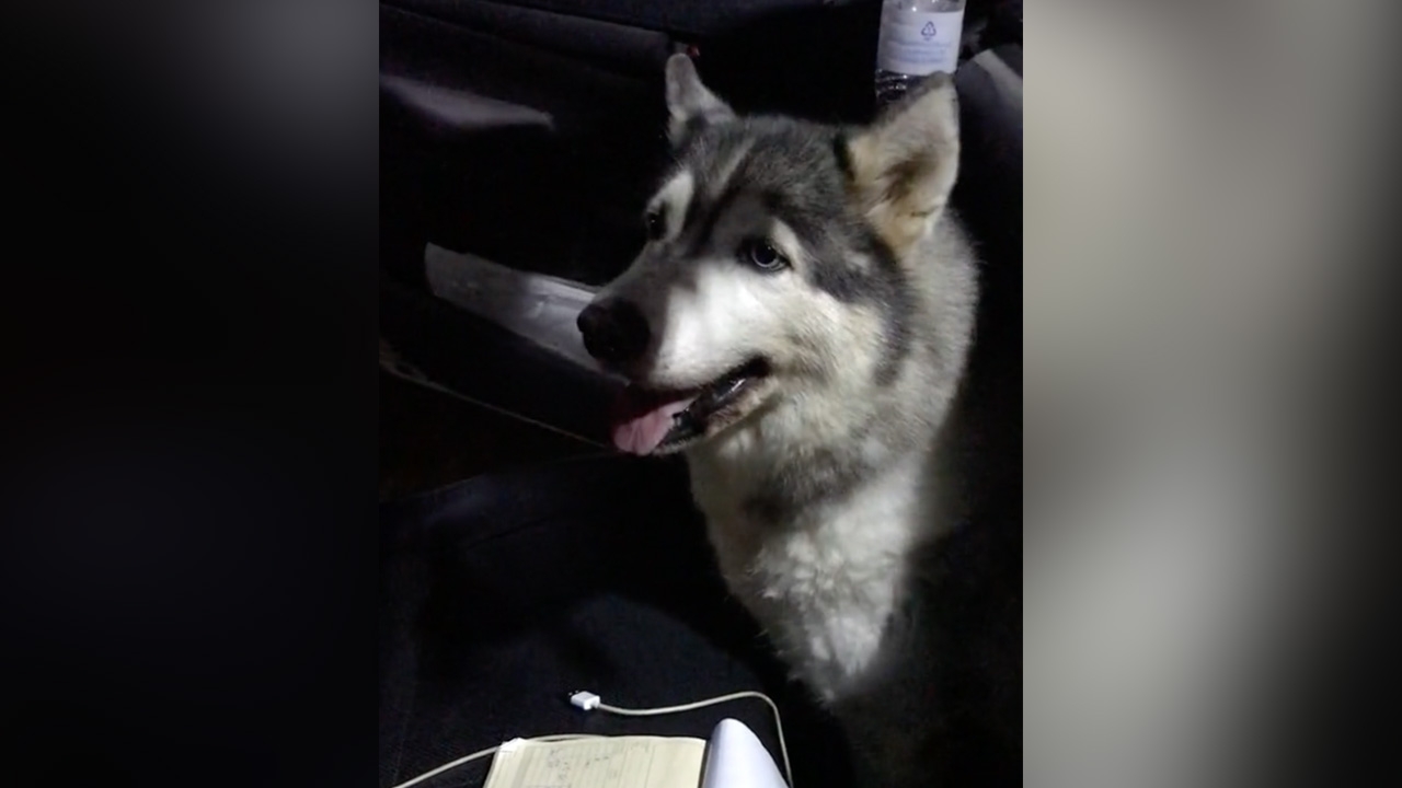 น้องมาจากไหน หนุ่มแวะจอดกดเงิน กลับมาอีกที มีวัยรุ่นสี่ขา บุกมานั่งในรถ