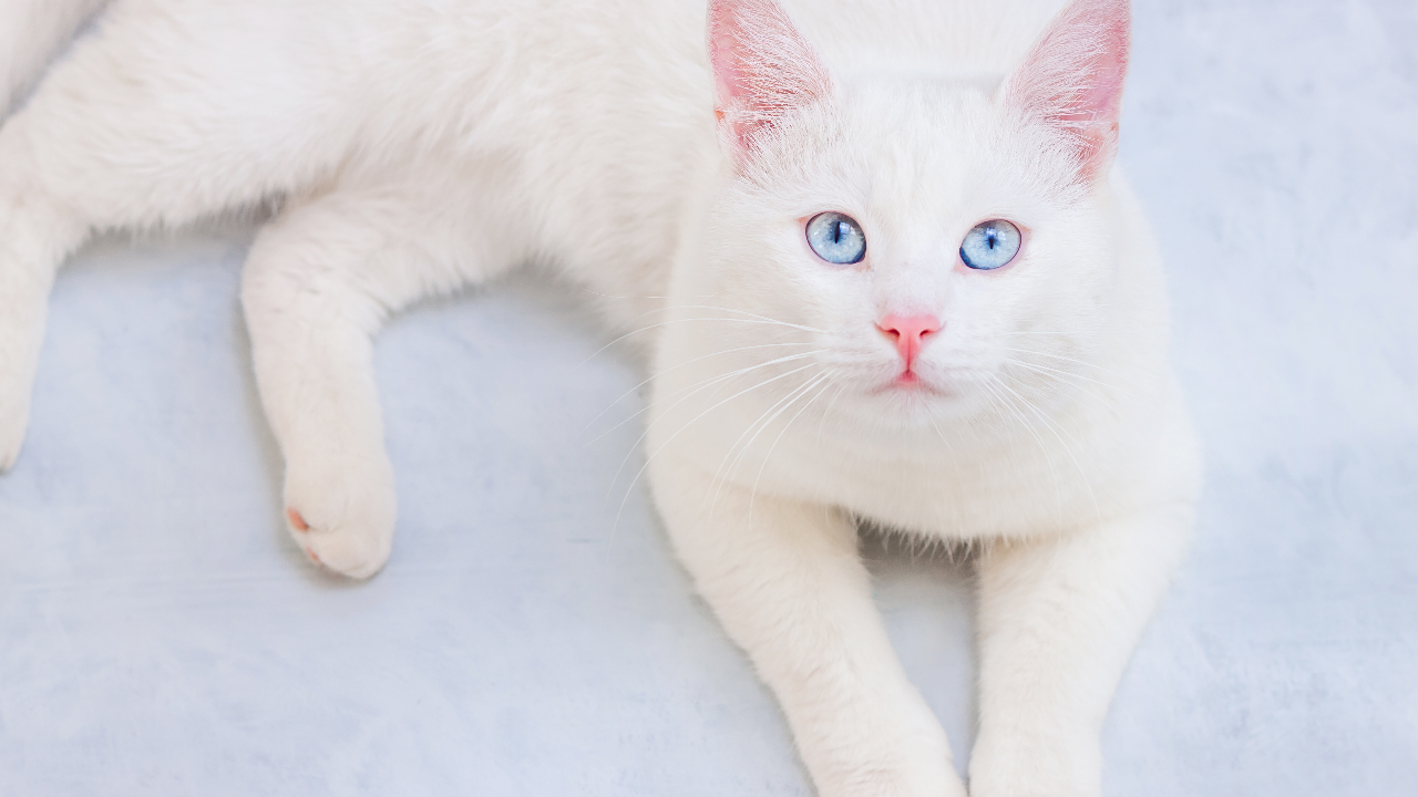 เช็ก 8 สัญญาณ อาการแมวหูหนวก น้องไม่ได้อินดี้แต่น้องป่วยจริงหรือไม่