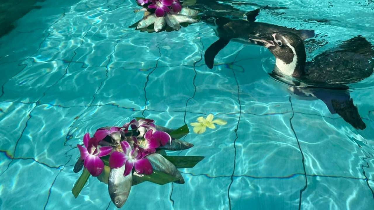 สวนสัตว์อุบลฯ จัดกิจกรรมลอยกระทงปลาทูให้อาหารนกเพนกวิน รับเทศกาลลอยกระทง