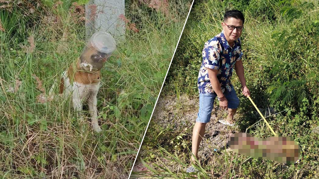 เศร้า น้องหมาหัวติดโหล จะช่วยก็หนี ล่าสุดเจอเป็นซากอยู่ริมถนน