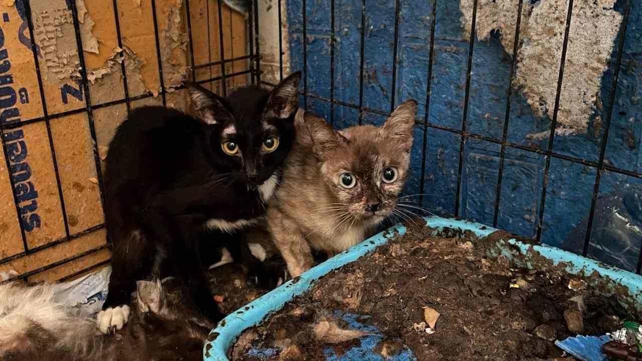 ช่วยหมาแมวถูกทิ้งในบ้านนับ 100 ตัว เจอซากแช่ตู้เย็น กินกันเองเอาชีวิตรอด