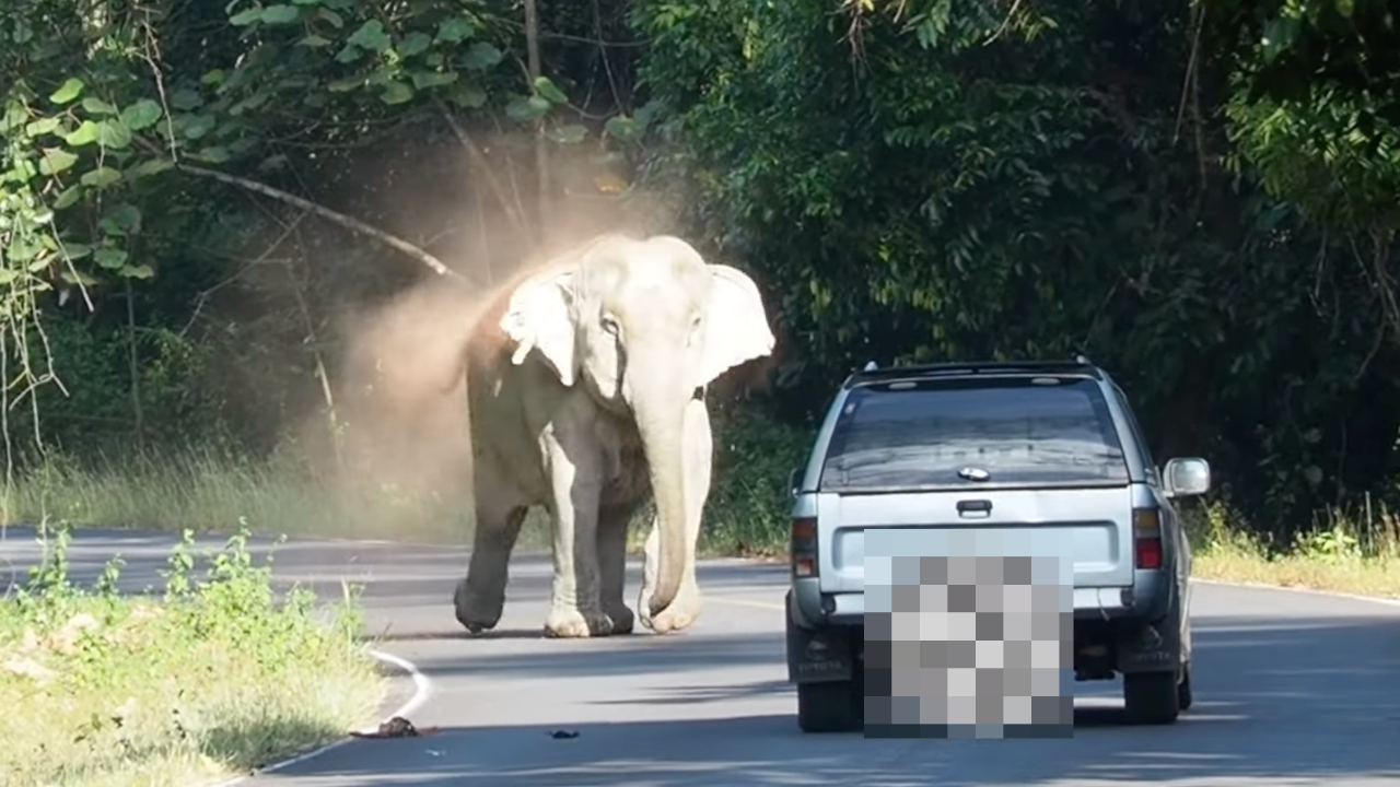 ทำไปเพื่ออะไร ชายขับกระบะเบิ้ลเครื่องใส่ "ช้างป่าเขาใหญ่" จอดรถถ่ายรูป