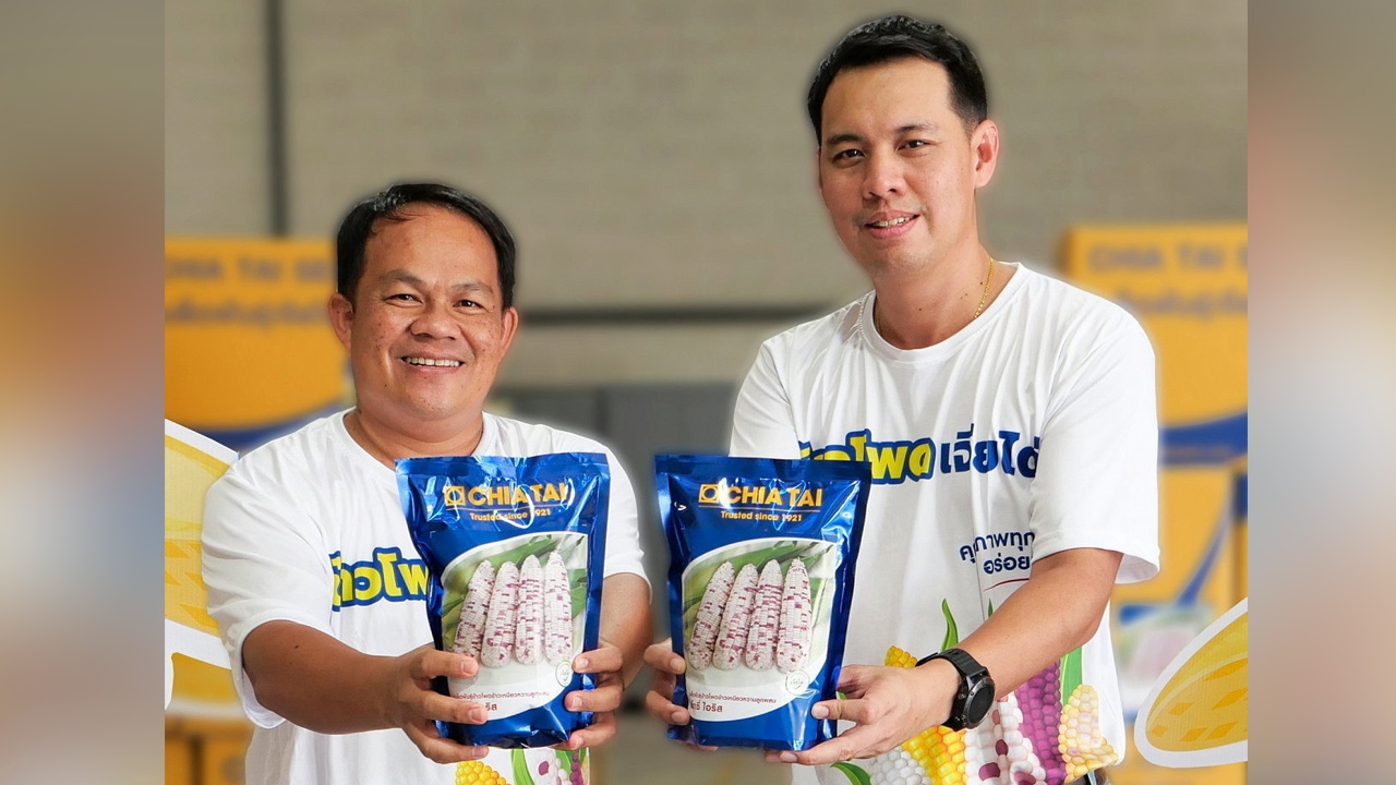 แว็กซี่ ไอริส