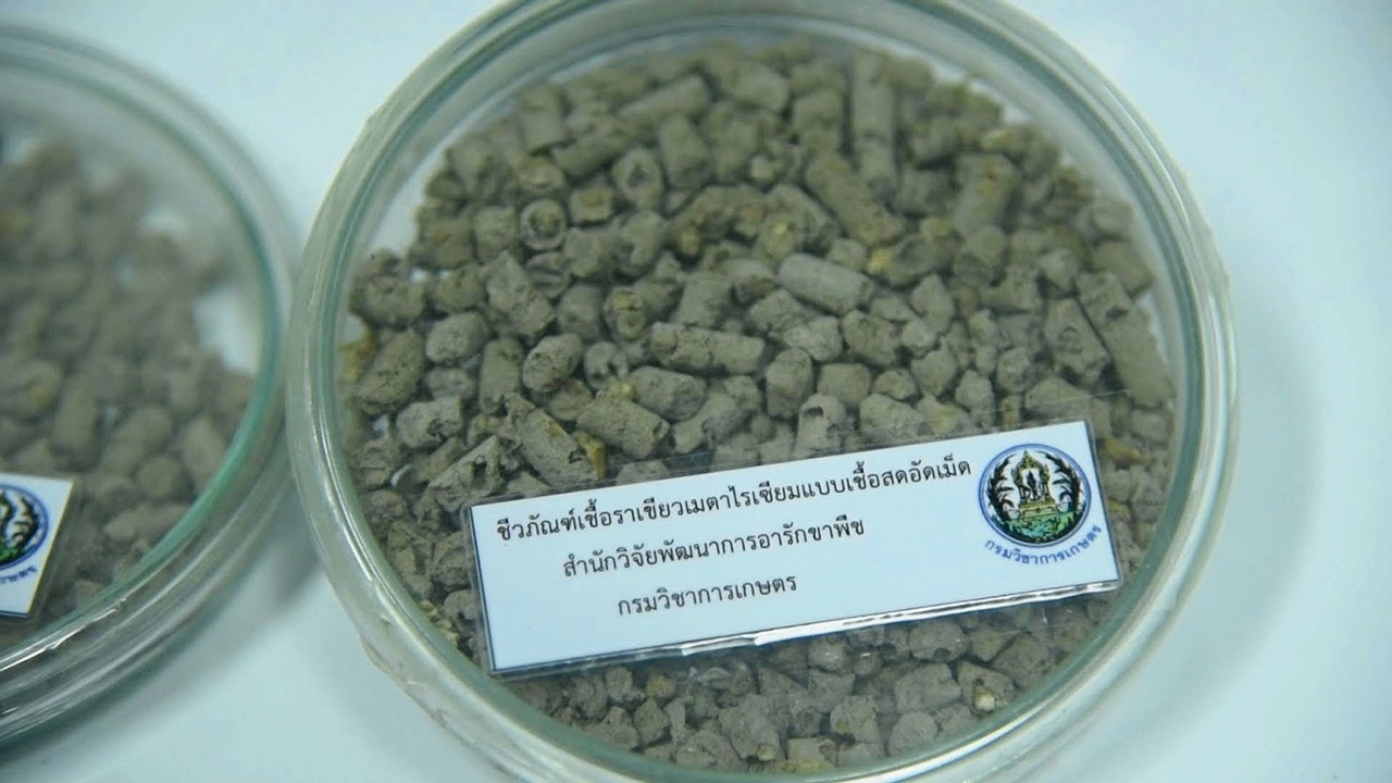 กวก.โชว์ผลงานชีวภัณฑ์ ลดต้นทุนทดแทนสารเคมี