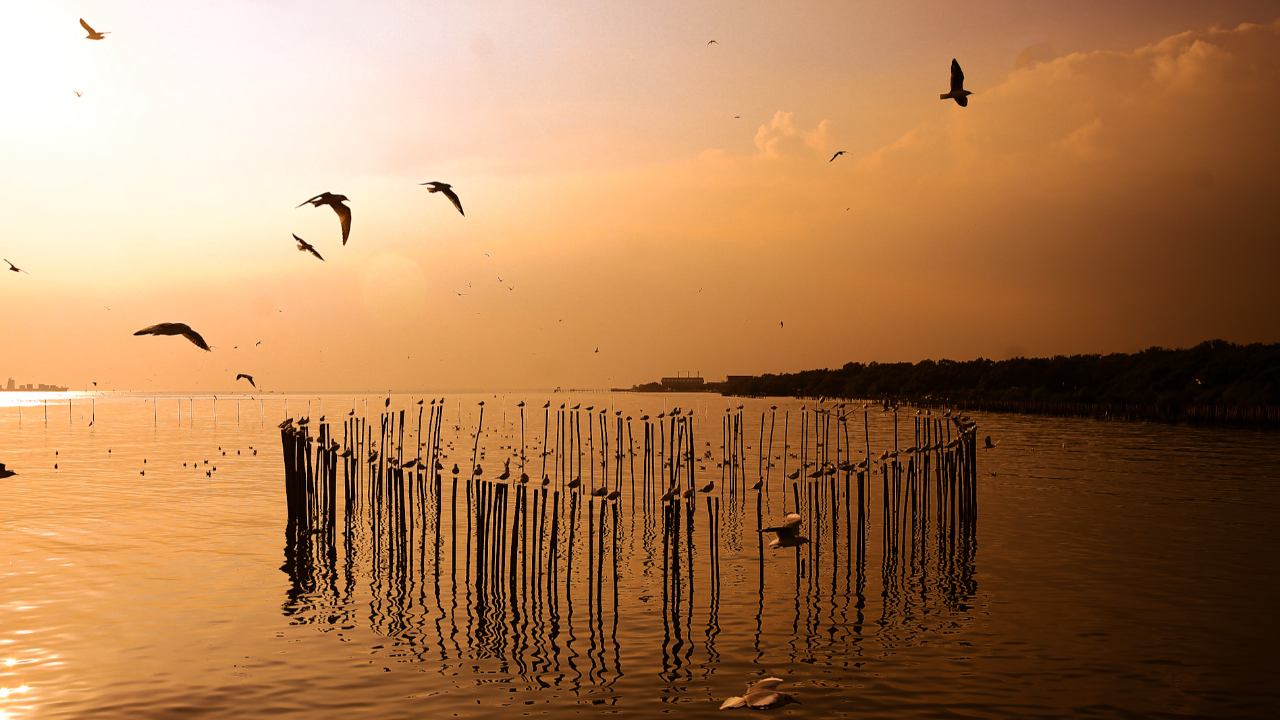 เที่ยวบางปู ชมนกนางนวลพร้อมพระอาทิตย์ตกยามเย็น