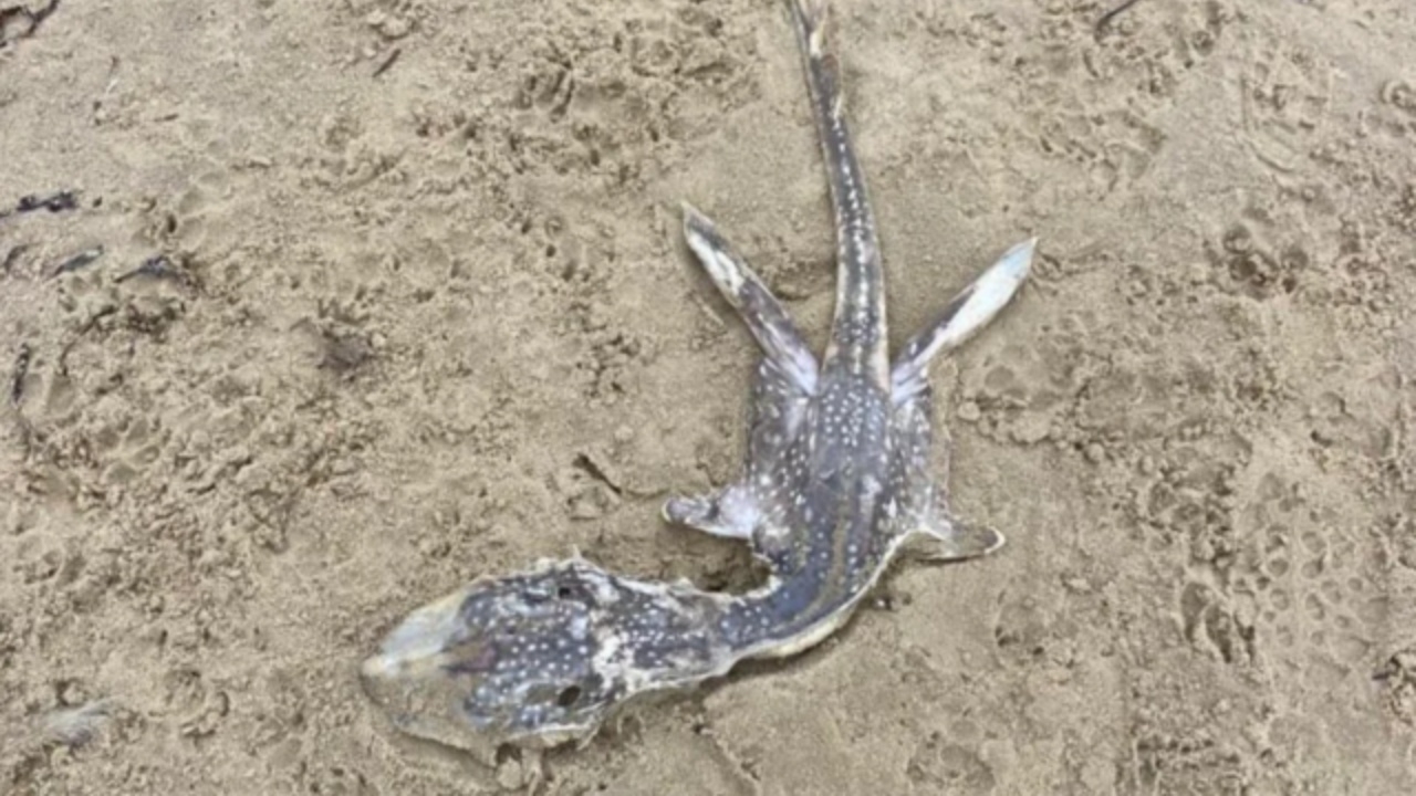 อึ้ง เจอซากสัตว์ปริศนาบนหาดใน UK ถกกันสนั่น มันคือตัวอะไร