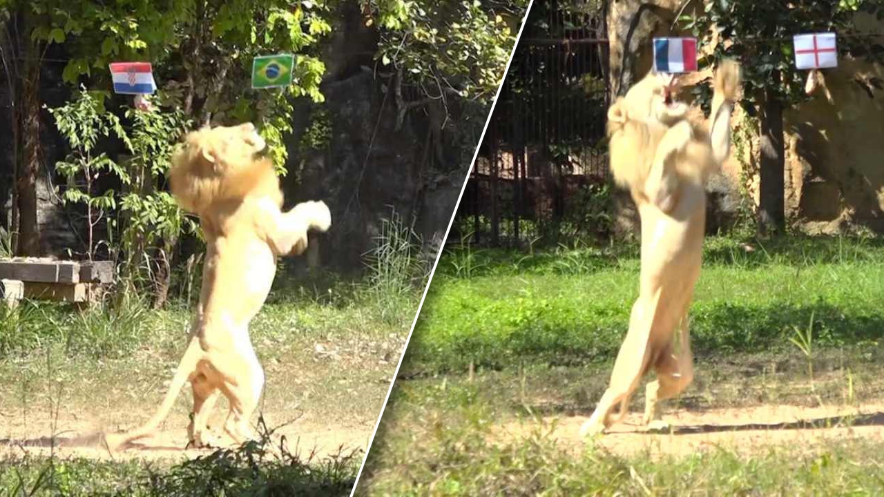 สิงโตขาว เจ้าบอยโดดตัวลอย งับธงบราซิล-ฝรั่งเศส เข้าตัดเชือกบอลโลก