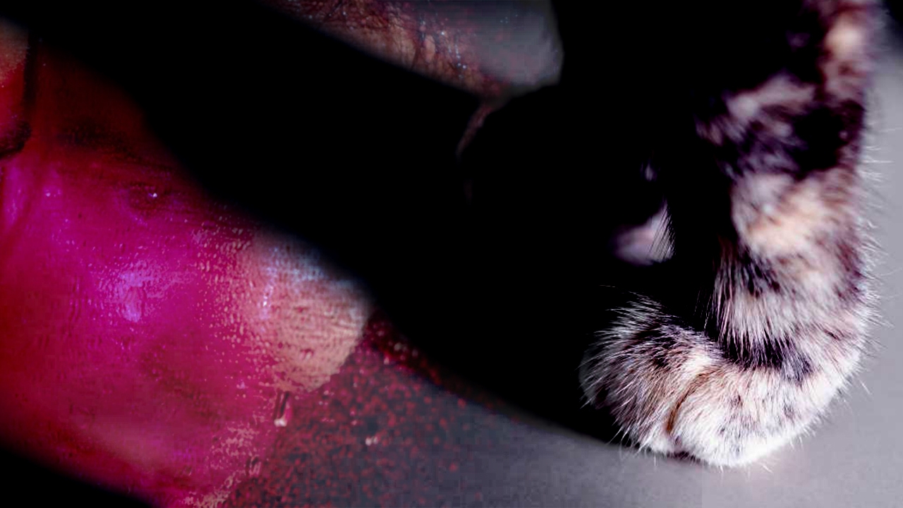 ลุงฆ่าแมว ฟาดอัดกับพื้น เก็บกดสะสมไม่รักสัตว์ หรือป่วยทางจิต อาฆาตสังคม