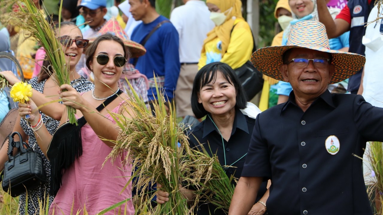 ฝรั่งสุดแฮปปี้ ร่วมลงแขกเกี่ยวข้าว-ตำข้าวในนาฝืนสุดท้าย ที่เกาะยาวพังงา