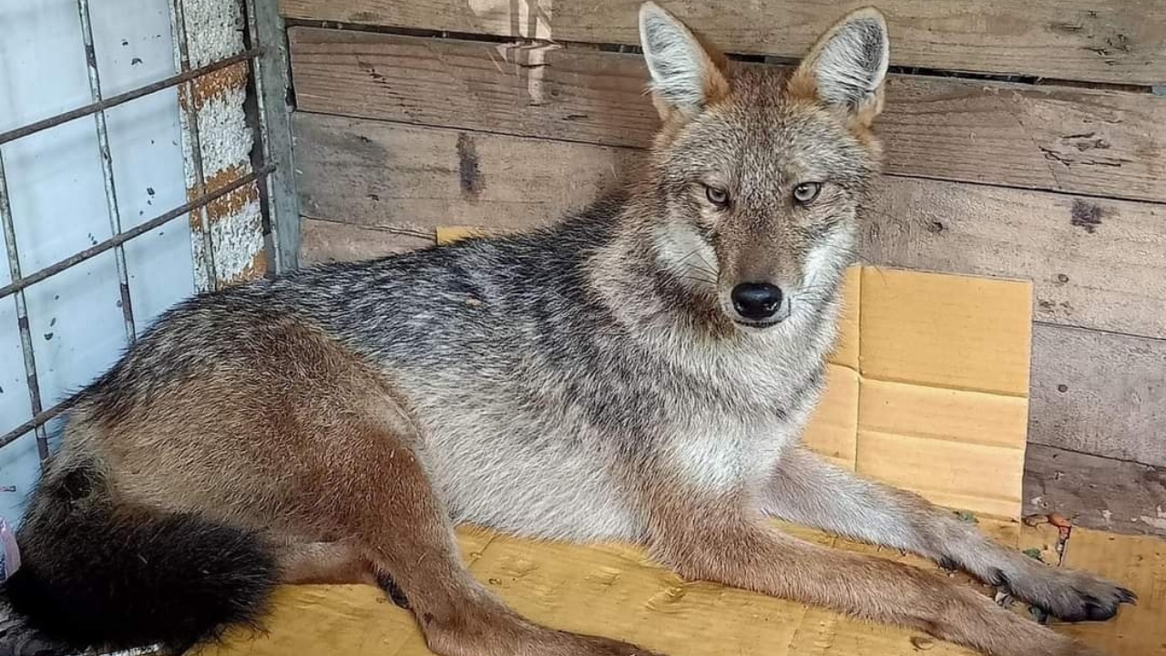 หดหู่ใจ "สุนัขจิ้งจอก" รอผ่าตัด หลังถูกรถชนซ้ำ 3 ครั้ง ทำกระดูกซี่โครงแตกหลายชิ้น