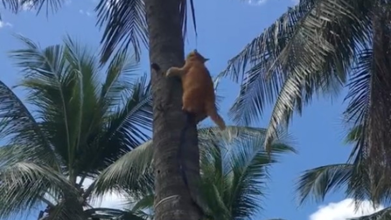 นี่แมวหรือลิง ปล่อยเชือกไม่ได้ โชว์เหนือปีนขึ้นต้นมะพร้าวอย่างไว (คลิป)