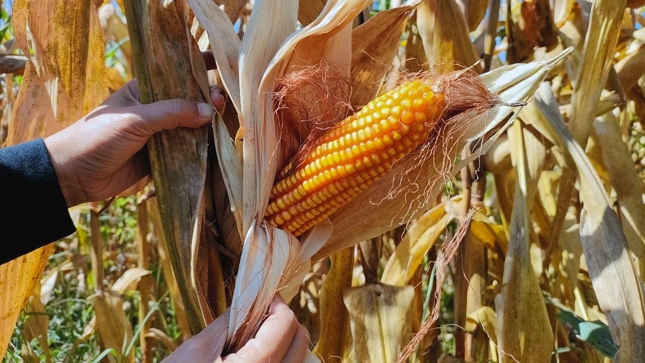 ข้าวโพดเลี้ยงสัตว์ราคายังดี