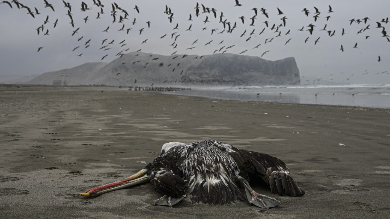 เปรูสั่งปิดชายหาดหลายแห่ง หลังพบนกทะเลติดไข้หวัดนกตายเกลื่อนหลายหมื่นตัว