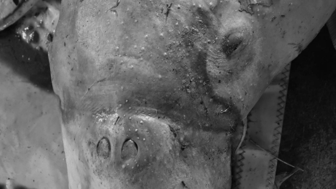 กรมทะเลและชายฝั่ง แจงผลชันสูตรซากพะยูนตาย ในพื้นที่อำเภอไชยา จ.สุราษฎร์ธานี