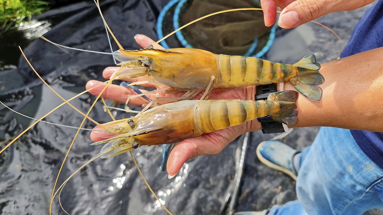 โมเดลสร้างกำไร กุ้งก้ามกราม..ตัวผู้ล้วน