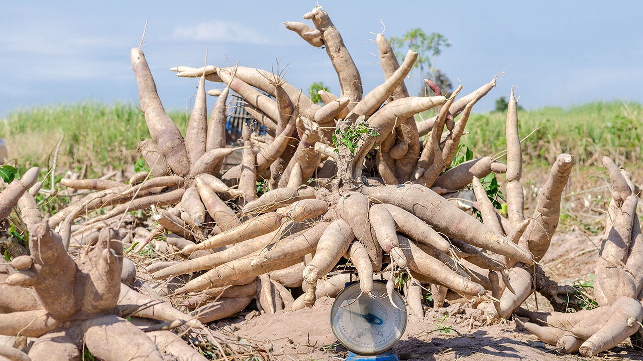 แปลงใหญ่มันสำปะหลังคุณภาพ