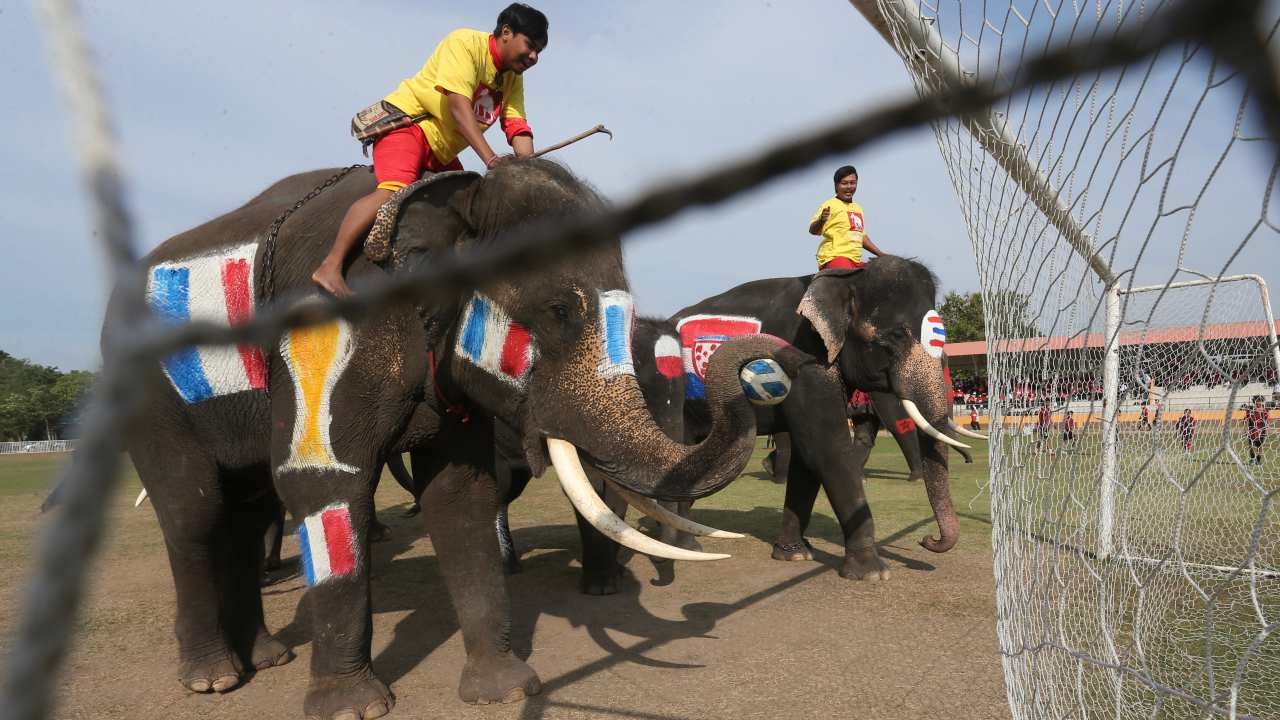 ช้างแข่งฟุตบอลกับนักเรียน หนุนเชียร์บอลโลกไม่พนัน ผล นร.เฉือนจุดโทษชนะช้าง