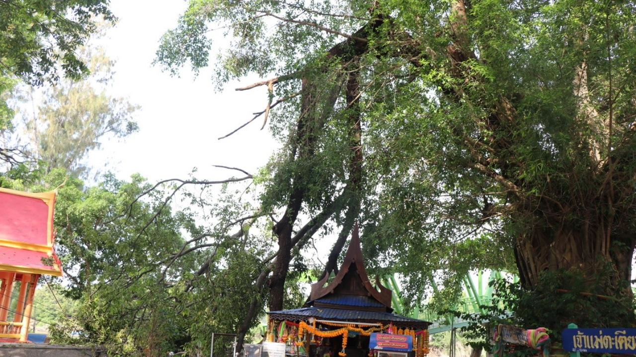 คอหวยแตกตื่น "กิ่งตะเคียนหัก" รีบจุดธูปขอขมา พร้อมขอ "เลขเด็ด" ไปลุ้นโชค