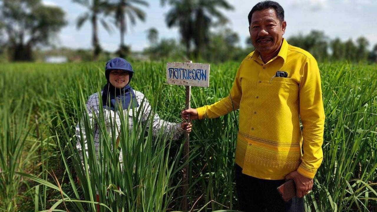 ศูนย์วิจัยข้าวพัทลุง เร่งฟื้นฟูข้าวไร่ถวาย ร.9 หลังสูญหายหลายสายพันธุ์