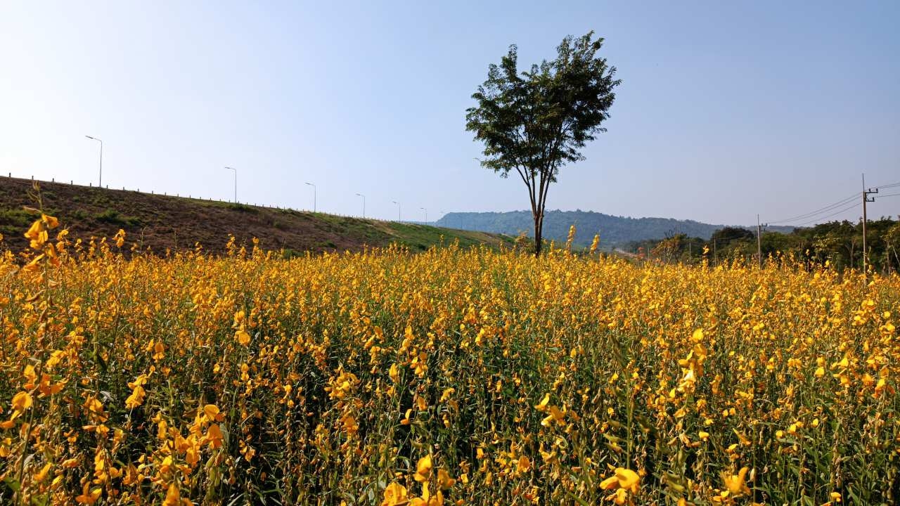 เนรมิตทุ่งปอเทืองเหลืออร่ามที่เขื่อนลำแซะ รับนักท่องเที่ยวช่วงหน้าหนาว