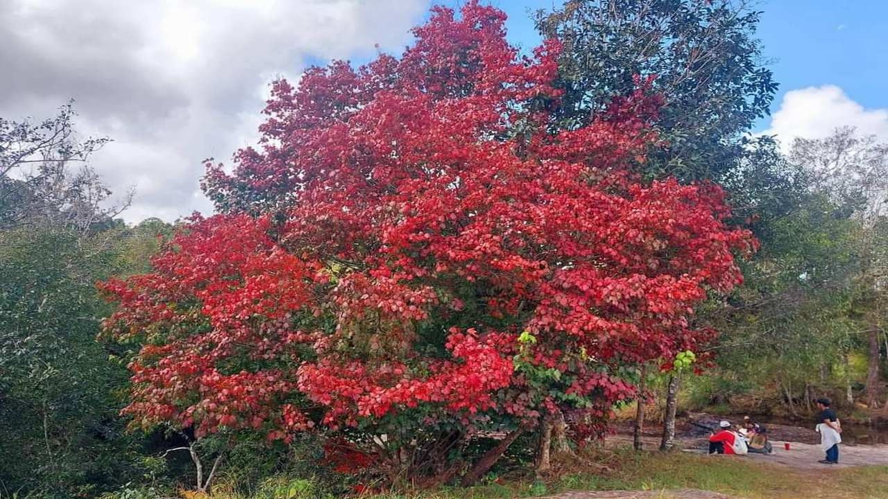 ภูกระดึงหนาวเหลือ 9.5 องศาฯ นักท่องเที่ยวได้ชมใบเมเปิลเปลี่ยนเป็นสีแดง