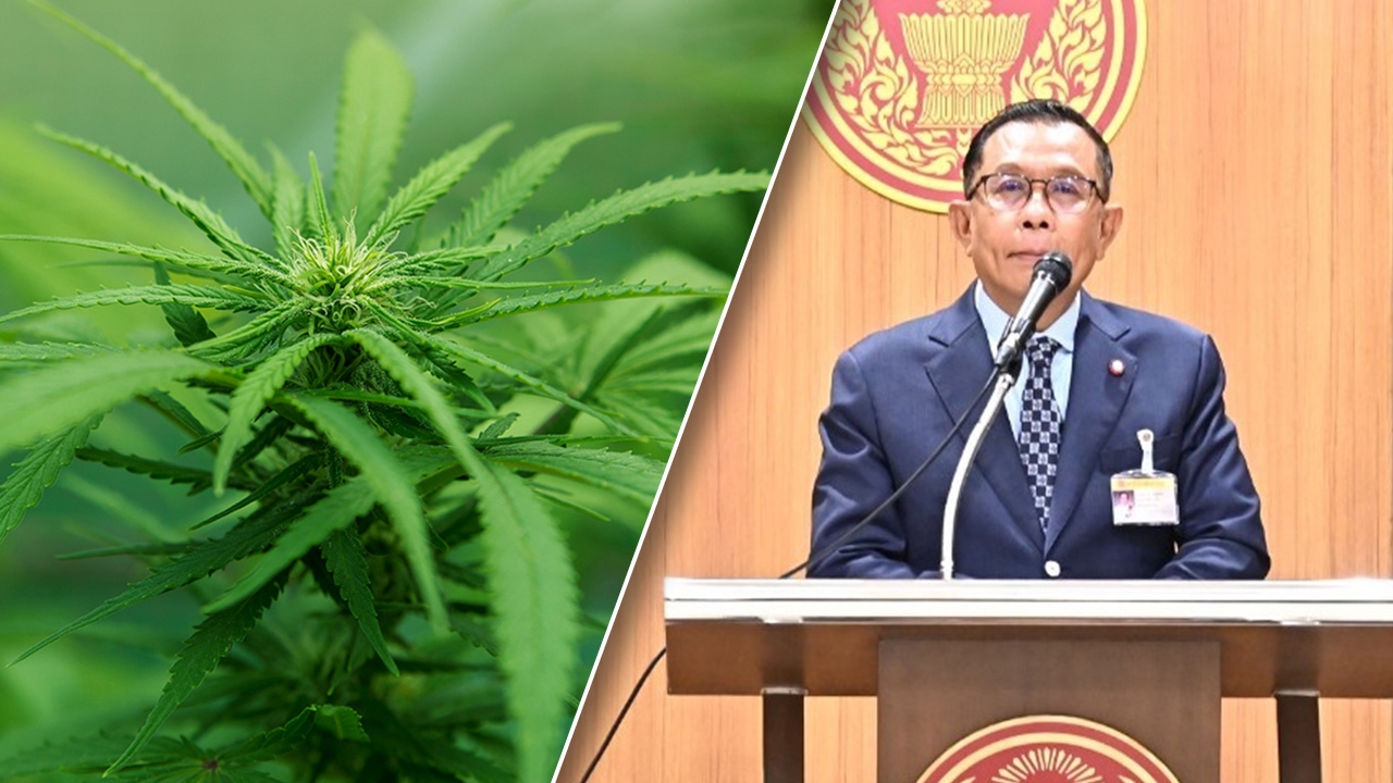 "ศุภชัย" ยัน แม้ไร้มาตรา 3 ก็ไม่ทำให้ "กัญชา" กลับเป็นยาเสพติด