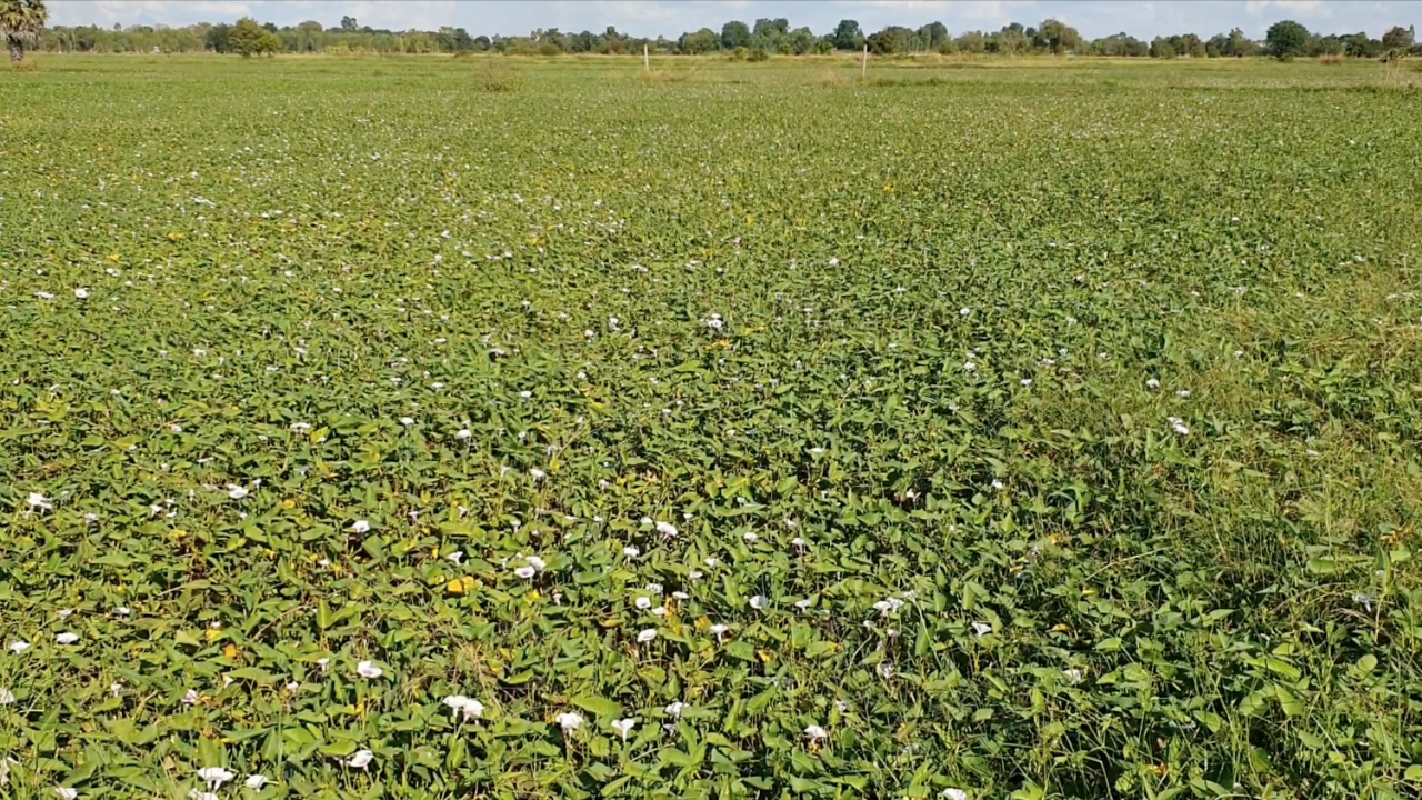 น้ำท่วมนาข้าวโคราชเป็นทุ่งผักบุ้ง ชาวนาน้ำตาร่วงวอนรัฐช่วยเว้นหนี้ ธ.ก.ส.