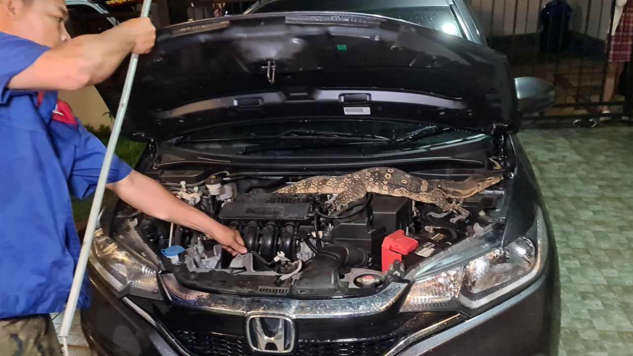 คอหวยห้ามพลาด ก่อนนอนคืนนี้ จีจี้ มาให้โชค คลานมุดกระโปรงรถ