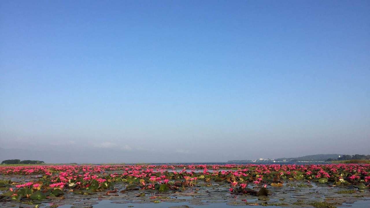 หนาวนี้ชวนมาเที่ยวกว๊านพะเยา พายเรือคายัคชมทุ่งบัวแดงกลางน้ำ 50 ไร่