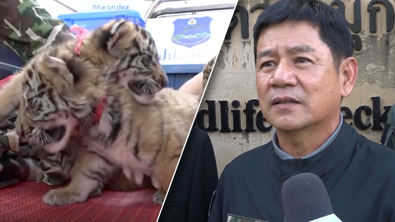 ล่าแก๊งค้าเสือโคร่งข้ามชาติ ทำเมนูเปิบพิสดาร พบมีลูกเสืออีก 20-30 ตัว