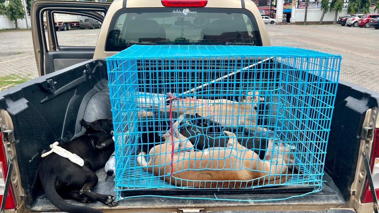 เทศบาลฯ ไล่จับสุนัขจรจัดในตลาดสัตหีบ หลังฝูงหมารุมกัดแทะรถชาวบ้านเสียหาย