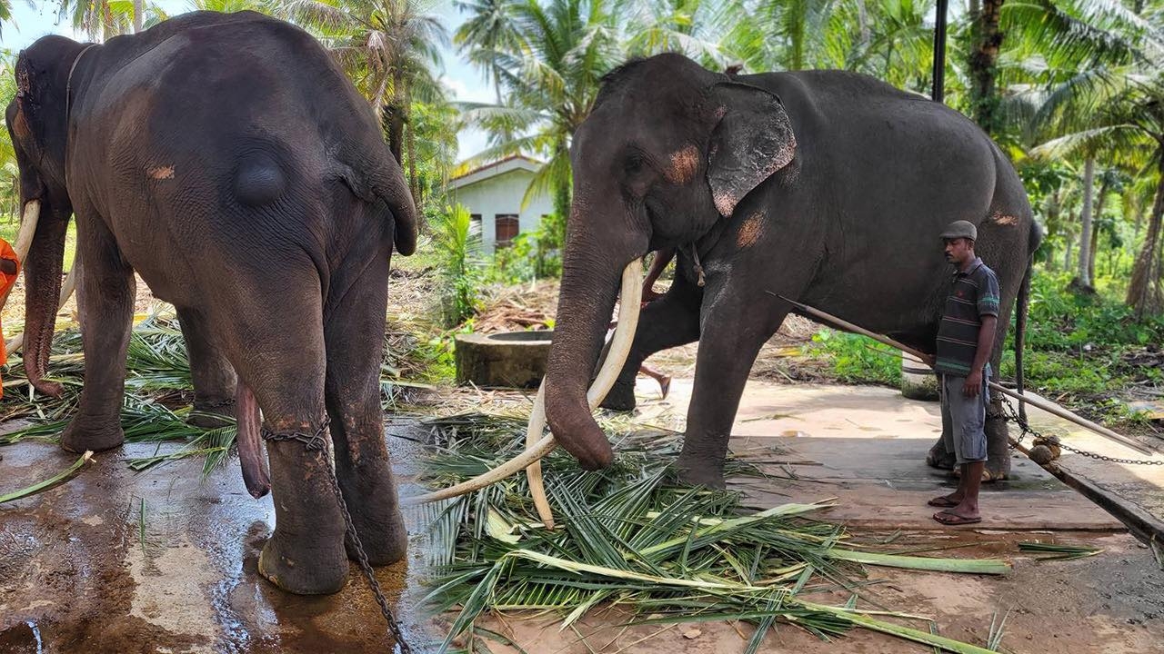 ทวงคืนช้างไทยจากศรีลังกา ถูกใช้งานหนัก กินอยู่อนาถา ใครคือฮีโร่เข้ามาช่วย