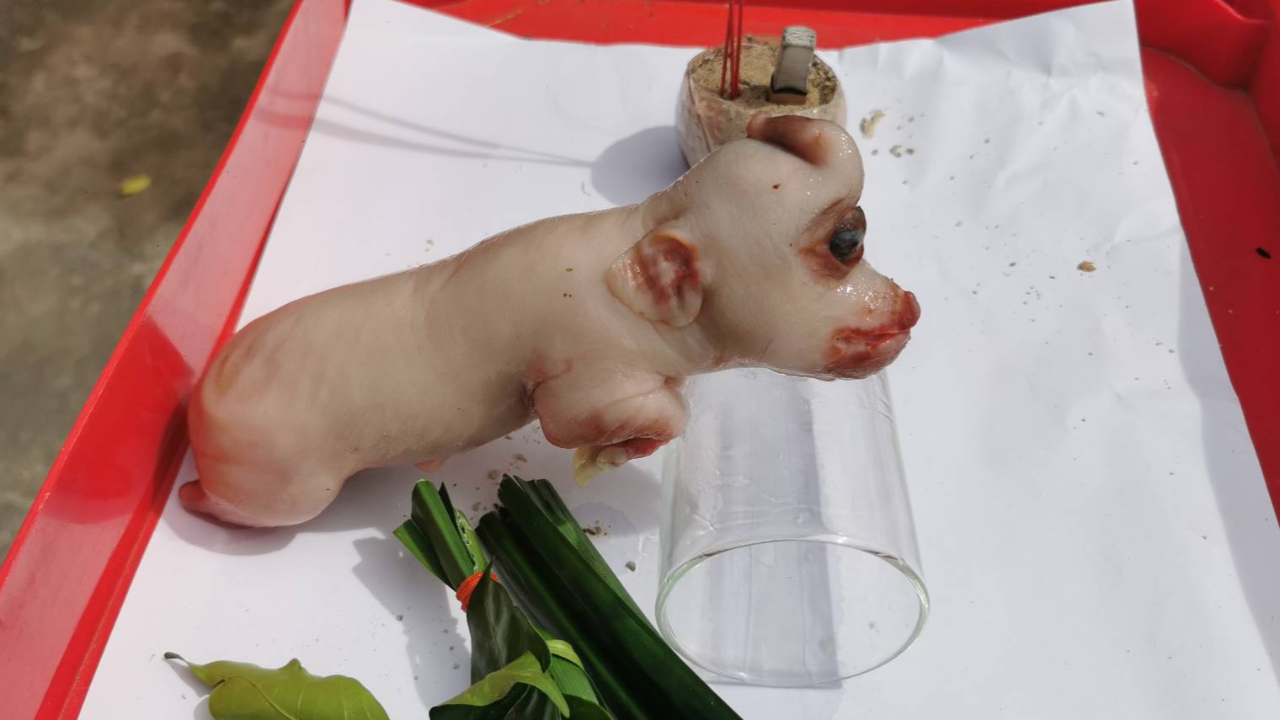 แห่ดูลูกหมูประหลาด มีงวงคล้ายช้าง ดวงตาติดกัน คอหวยเชื่อมาให้โชค