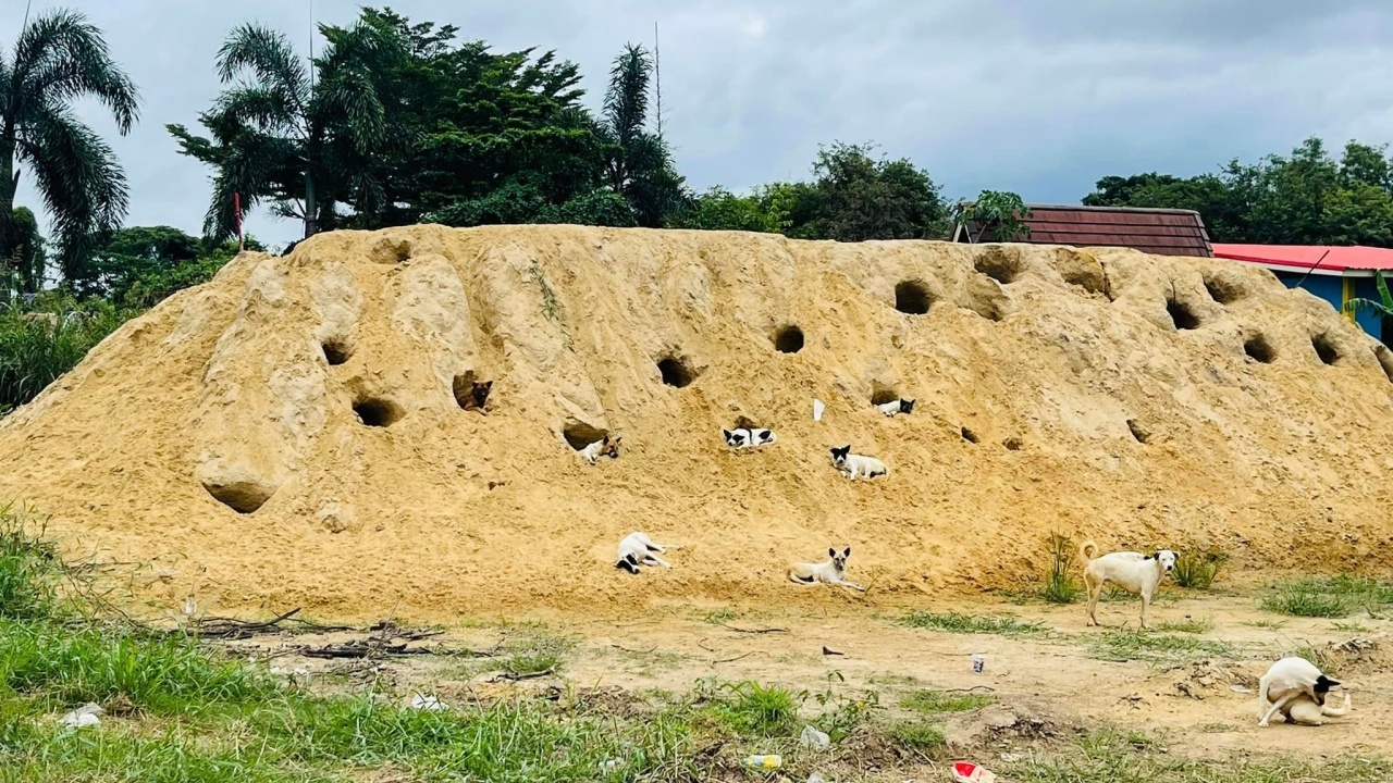 อยากอยู่ต้องรอคิว ไวรัลสุดฮา ภาพน้องหมานอนบนกองทราย เหมือนอาศัยในคอนโดหรู